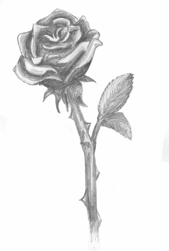 A rose