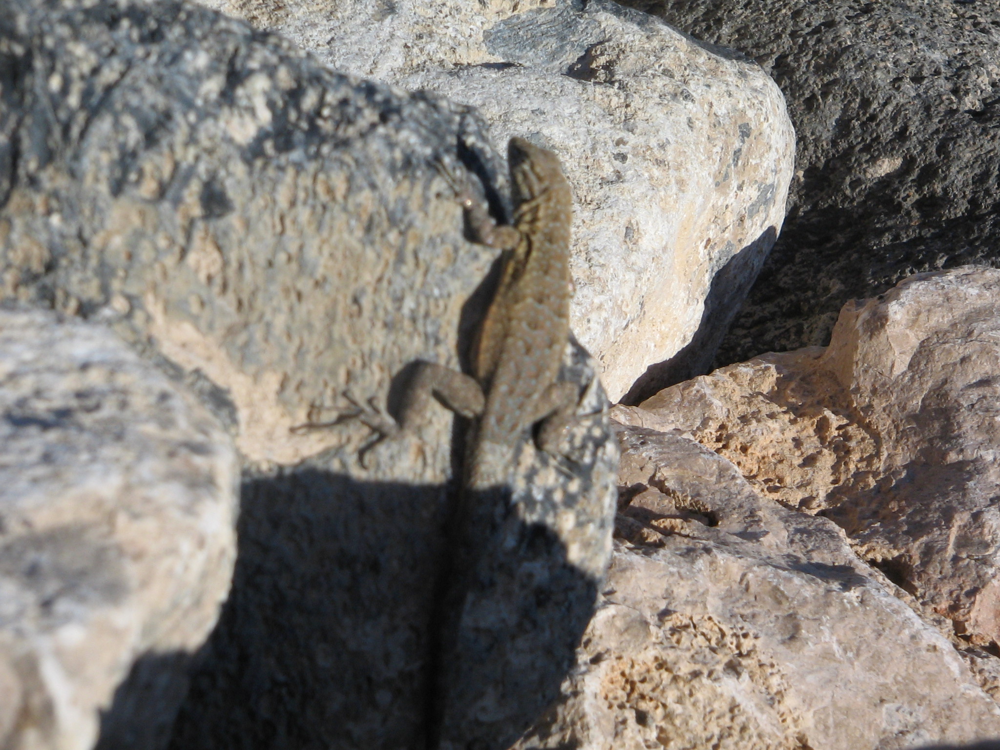 Little lizzard 2