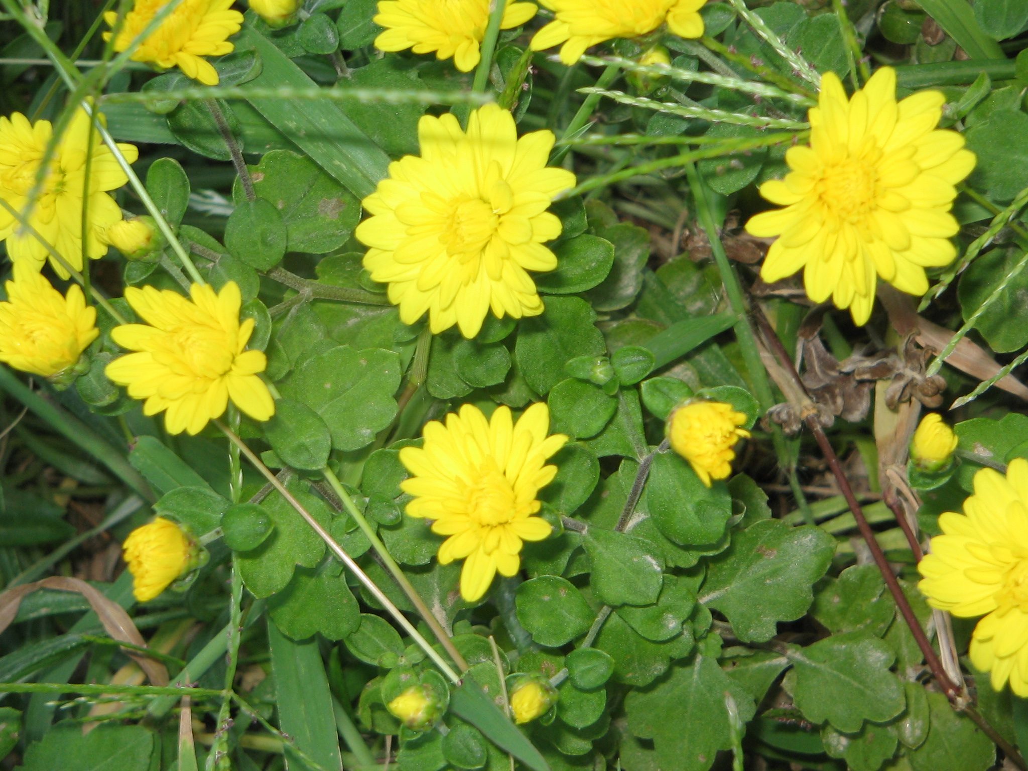 Yellow flowers