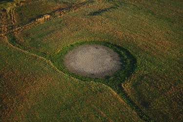 Crop Circle?