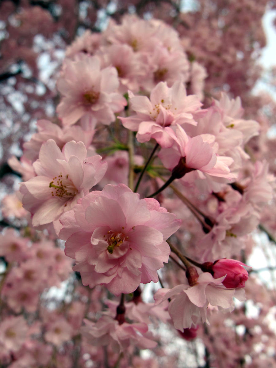 Pink Sakura