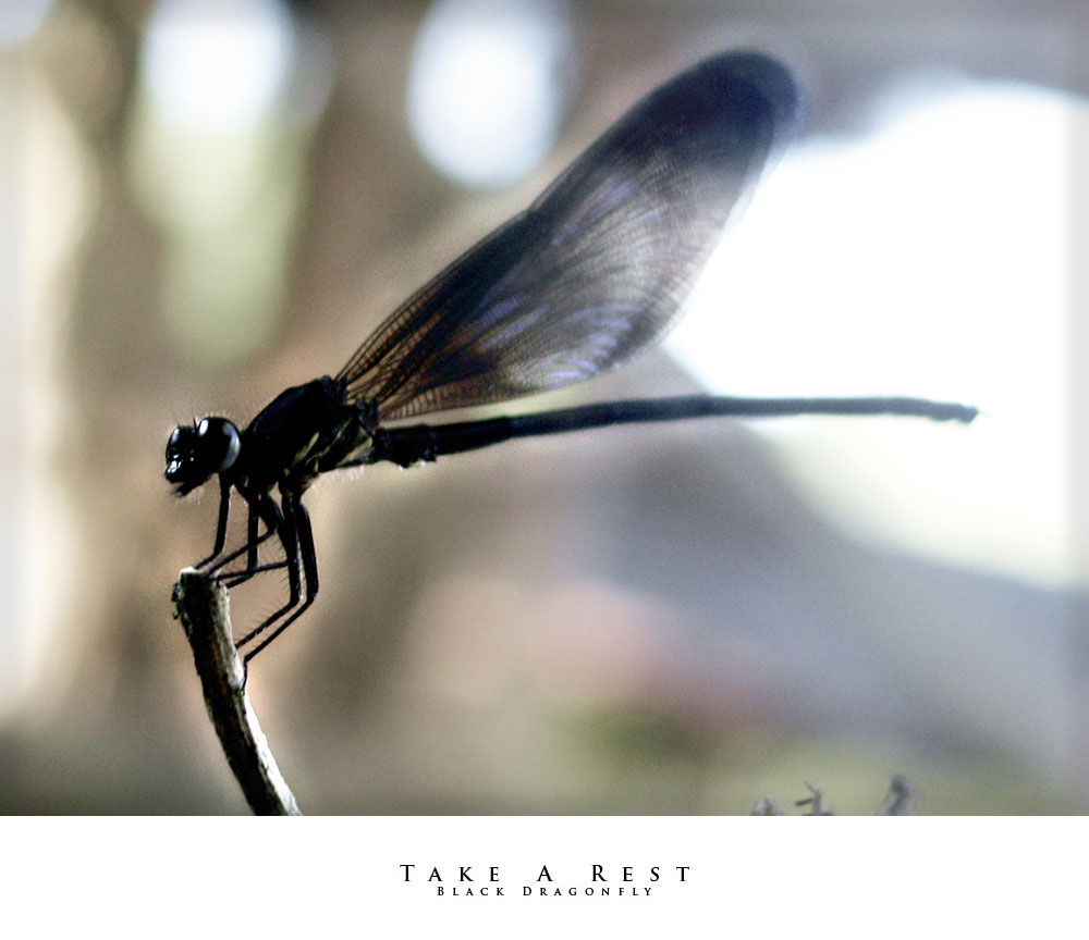 Black Dragonfly