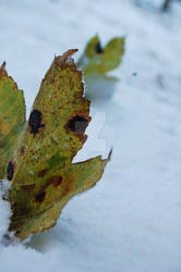 Leaves in the snow.