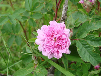 Pivoine, toute sa splendeur