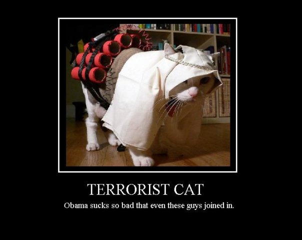 Terrorist Cat