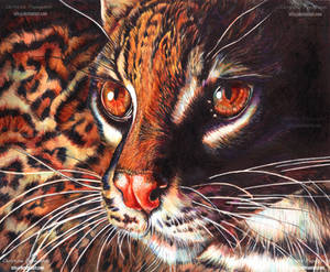 Ocelot-ballpoint pens-complete