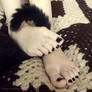 Kitty Feet