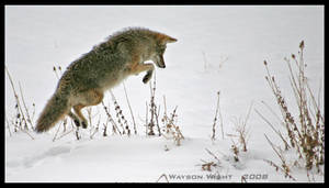 Catching air and lunch