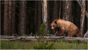 On the Forest's Edge