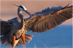Great Blue Heron by tourofnature