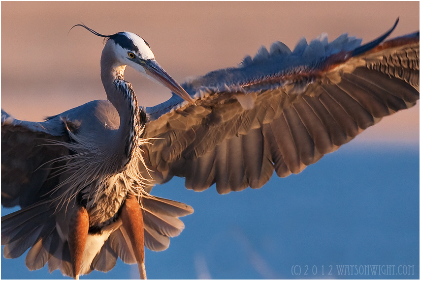 Great Blue Heron