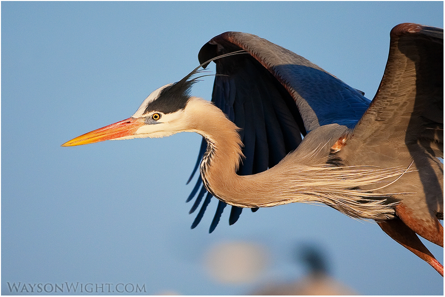 Blue Heron