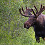 Western Moose