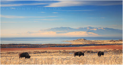 Bison, Blue and Gold