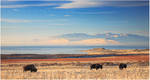 Bison, Blue and Gold by tourofnature