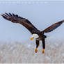 Bald Eagle in Flight