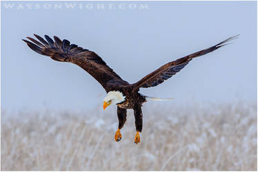 Bald Eagle in Flight by tourofnature