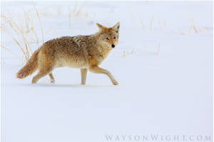 Coyote Portrait by tourofnature