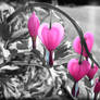 Bleeding Hearts