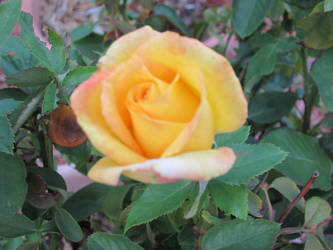 A yellow rose