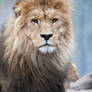 Lion26