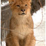 Lion cub10