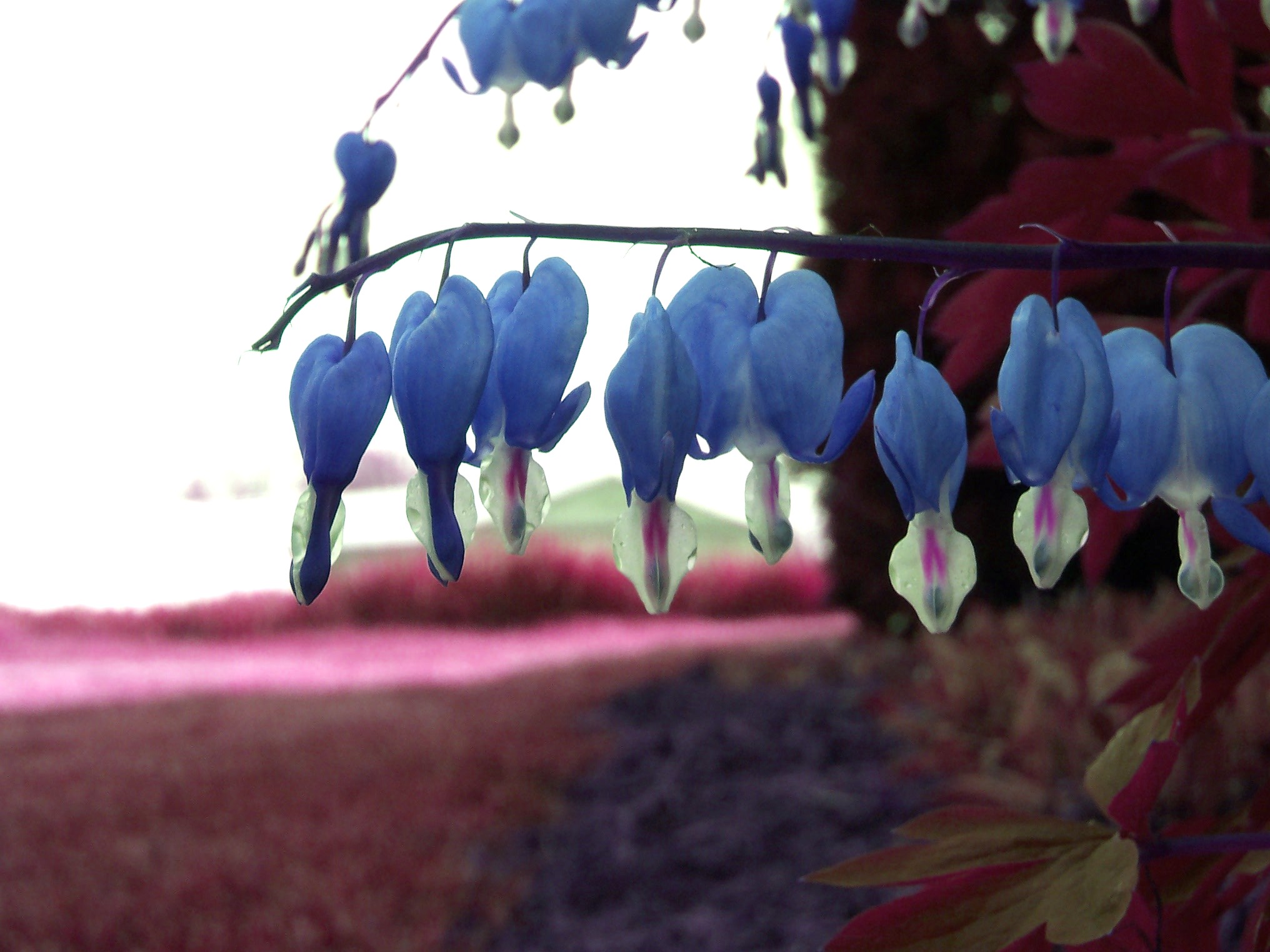 Blue bleeding hearts