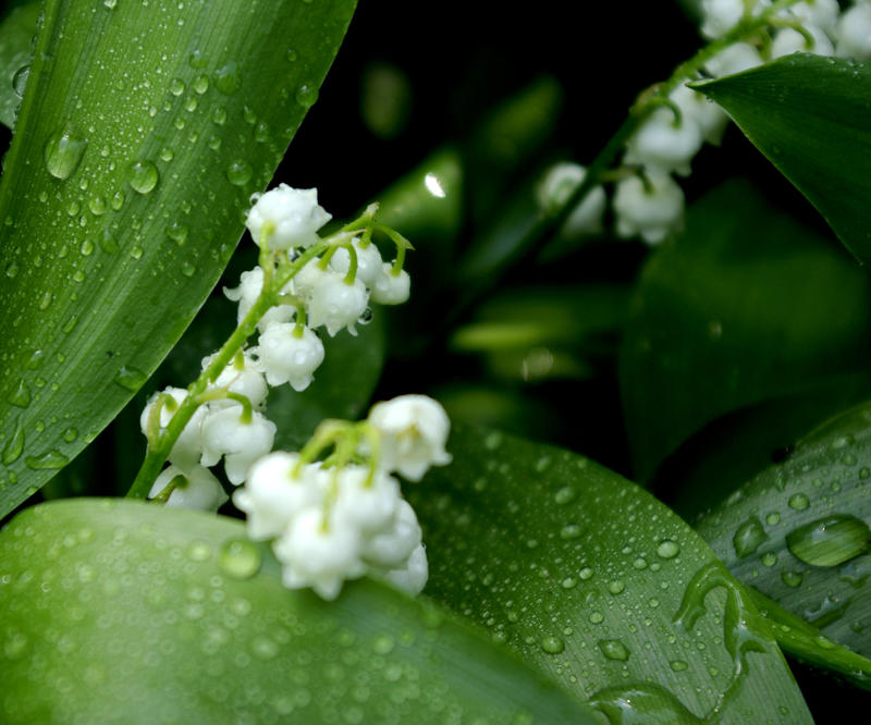 Lily of the valley