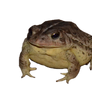 free FROG PNG