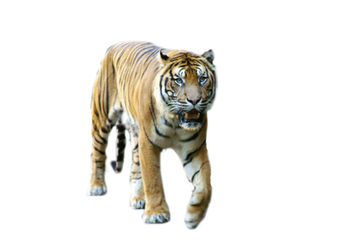 Walking Tigger Png