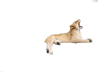 Lion Ywn pNG