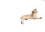 Lion Ywn pNG