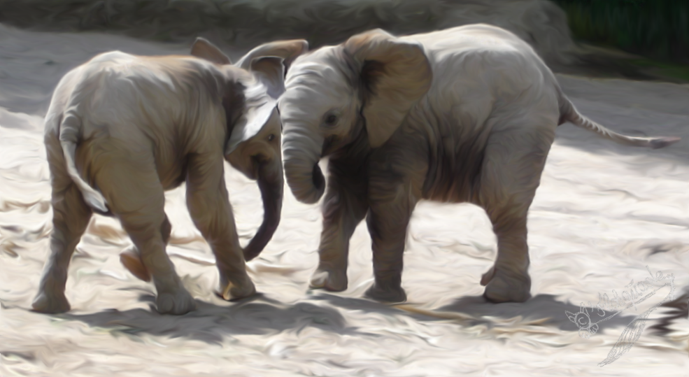 Baby Elephants