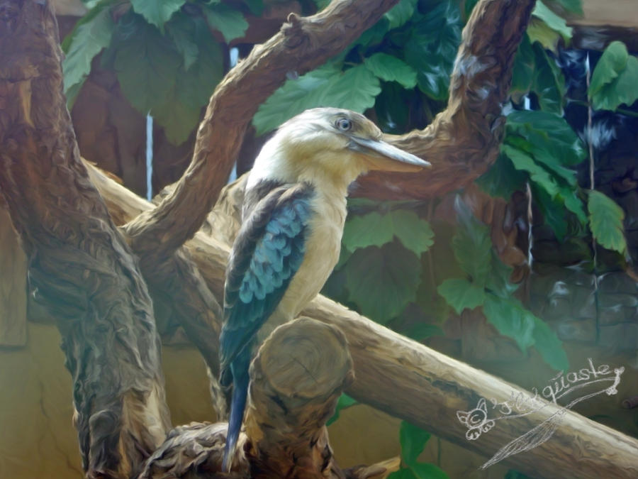 Kookaburra