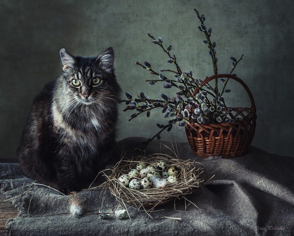 Still life with a cat