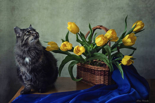 From a series of still-life with a cat