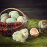 Adventures of newly hatched chicks