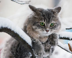 Winter walk cats Masyanya