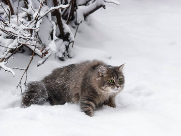 Winter hunter