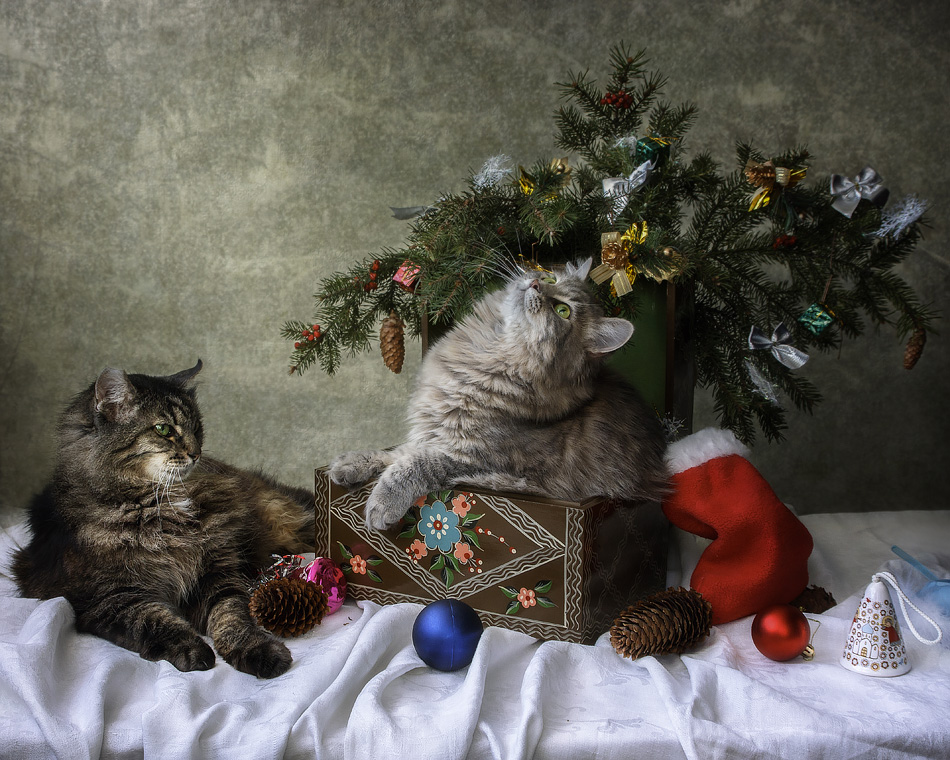 From the series Dress rehearsal of the New Year by Daykiney From the series Dress rehearsal of the New Year by Daykiney