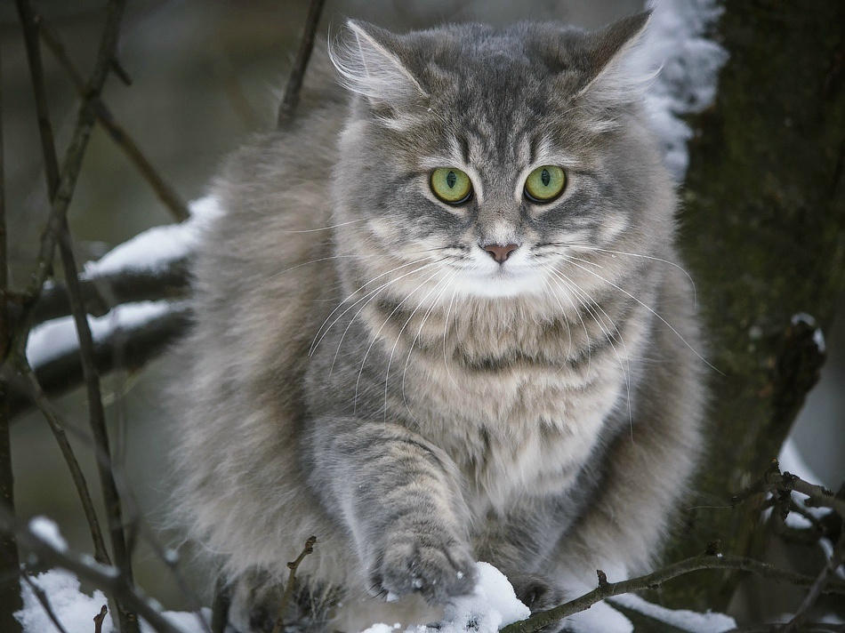 Winter walk cats Masyanya by Daykiney