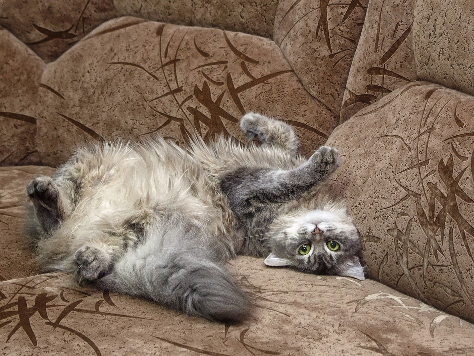 Mysterious pose on the sofa