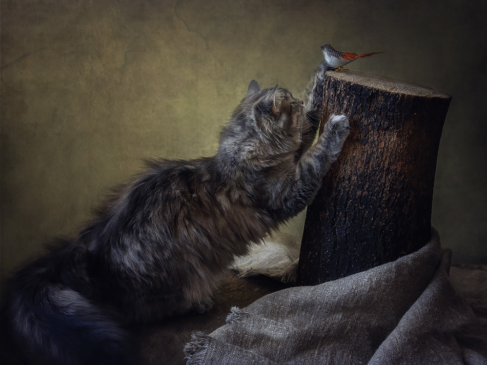 Cat and bird