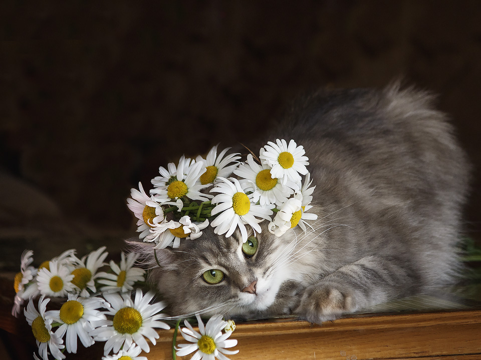 Ромашковая кошка. Котик в ромашках. Букет ромашек и котик. Кошечка с ромашками. Котенок с букетом ромашек.