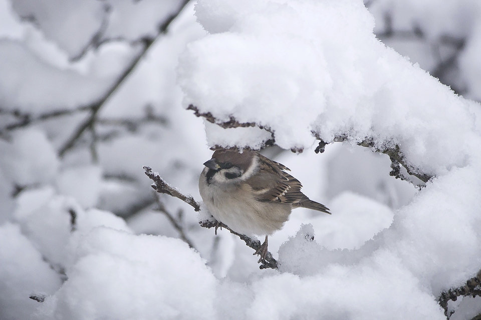 Snowed in