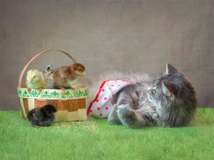 Masyanya playing with little chicks by Daykiney Masyanya playing with little chicks by Daykiney