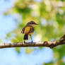 A small but proud bird