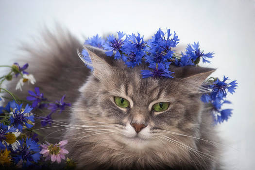 Masyanya in the cornflowers