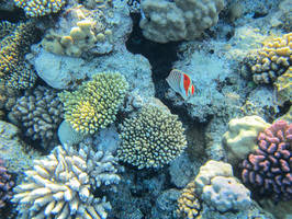 Inhabitants of the Red Sea coral reef