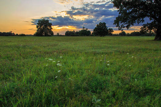 Summer sunset on a meadow